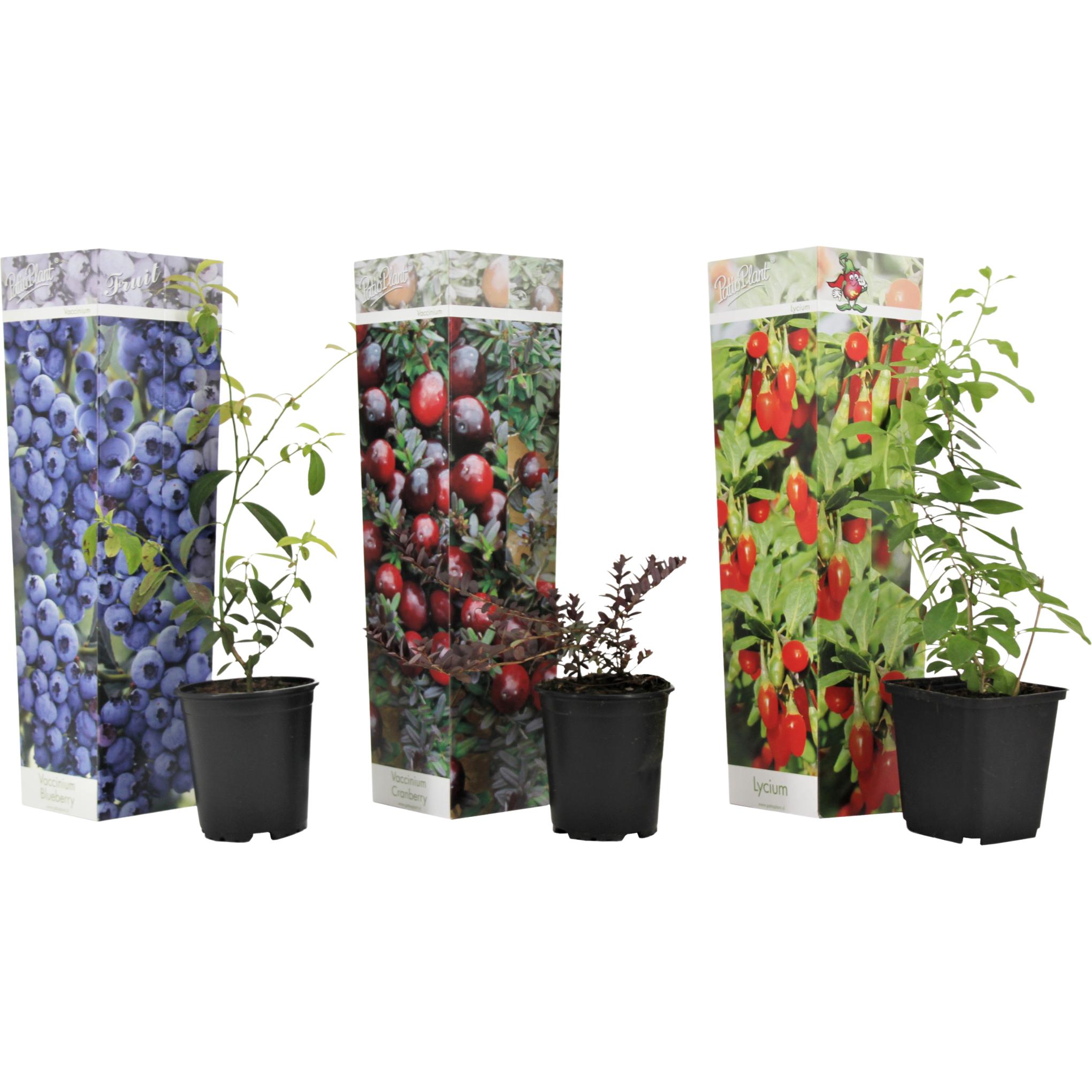 Plant in a Box, Pflanzen, Lycium barbarum, vaccinium corymbosum, vaccinium macrocarpon - 3er Mischung Obstbüsche (25 cm)
