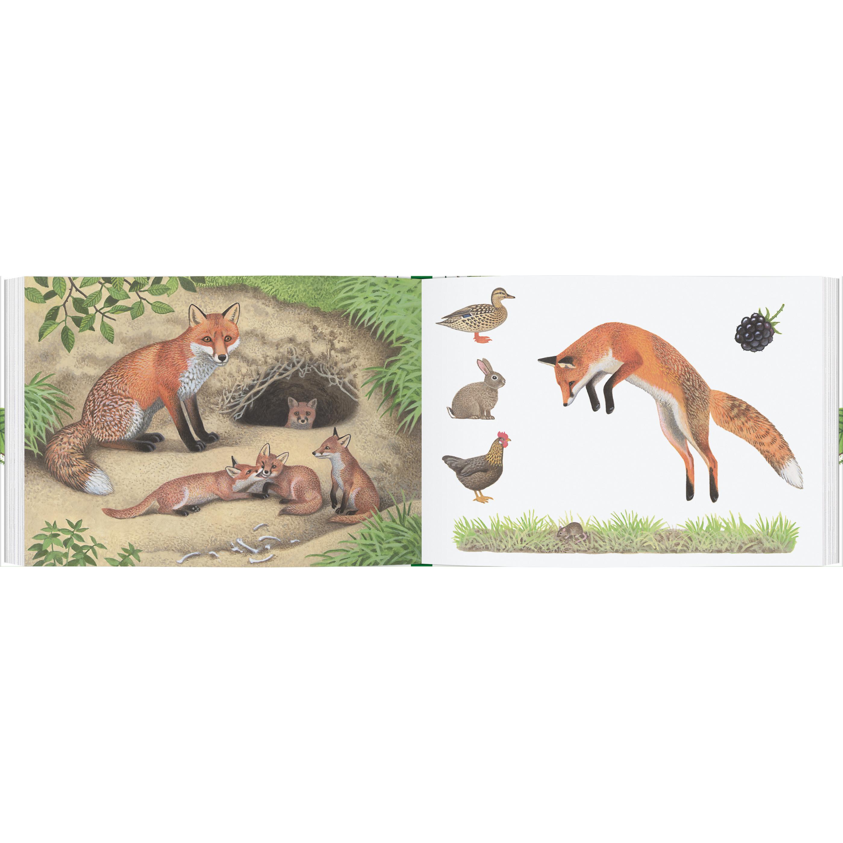 Thumbnail - Tiere im Wald, Kinderbücher von Thomas Müller