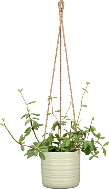Produktbild Scheurich Cottage Silent Green (14.20 x 12.80 cm)