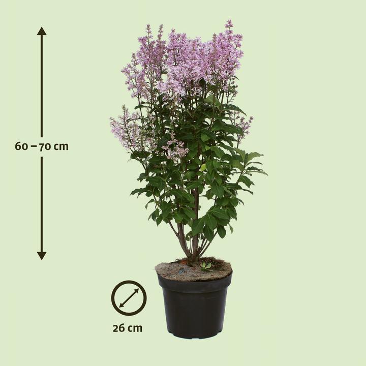 Immagine prodotto Zulauf Kanadischer Flieder / Syringa (PRE) 'Minuet' (70 cm)