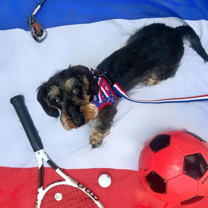 Produktbild Martin Sellier Hunde-Geschirr aus Mesh (XS, Hund, Spazieren)