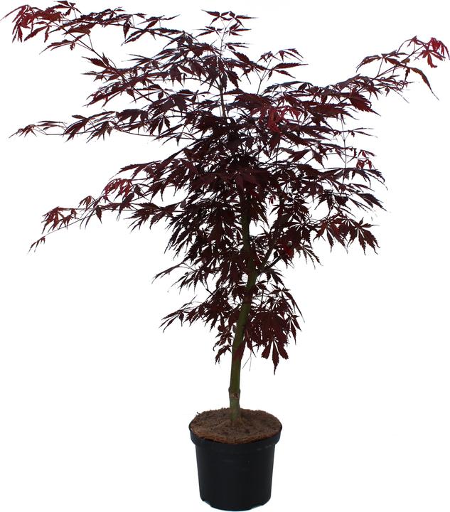 Produktbild Zulauf Japanischer Fächer-Ahorn / Acer palmatum 'Sumi-nagashi' (40 cm)