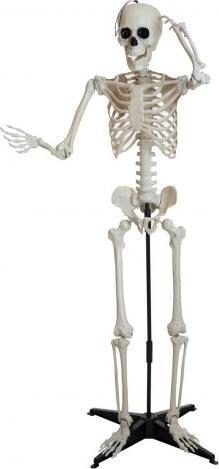 Europalms Halloween skelet, staand, 150 cm