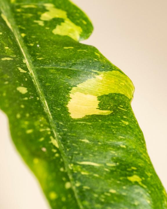 Produktbild feey Schweizer Philodendron 'Ring of Fire' • (35 cm)