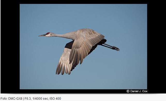 Produktbild Panasonic 100-400mm f/4-6.3 Leica DG Vario-Elmar ASPH. Power O.I.S. (Micro Four Thirds, Micro Four Thirds)