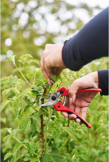Actual product image Felco Gartenschere