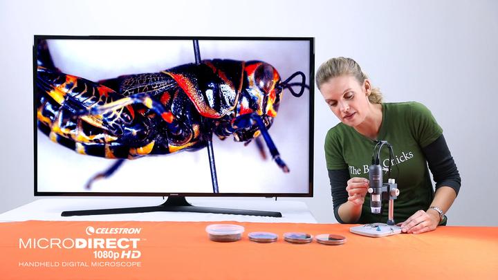 Actual product image Celestron Microdirect 1080p 220x Digital Microscope