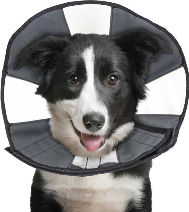 Produktbild ZenPet Procone L (Katze, Hund)