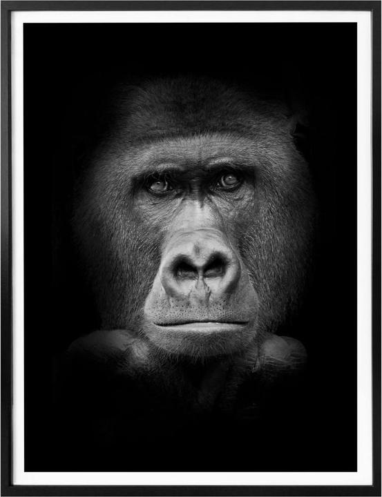 Produktbild Trenddeko Gorilla (60 x 80 cm)