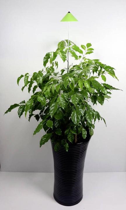 Actual product image Colibri Sunlite (LED, 230 V)