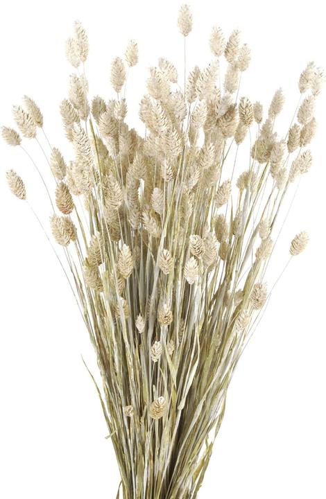 Immagine prodotto Geschenkkörbe CH Erbe lucide, fiori secchi di Phalaris, colorati di bianco (Fiori secchi)