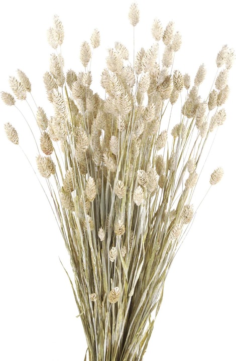 Geschenkkörbe CH Erbe lucide, fiori secchi di Phalaris, colorati di bianco (Fiori secchi)