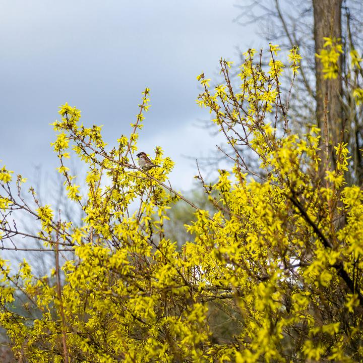 Image du produit Plant in a Box Forsythia intermedia 'Minigold' - Set de 4 forsythias (25 cm)