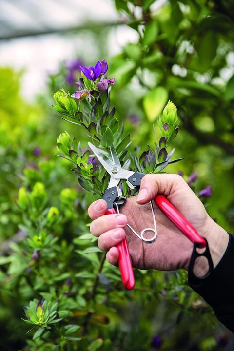 Immagine prodotto Felco 322 Cesoie per la raccolta e la lettura