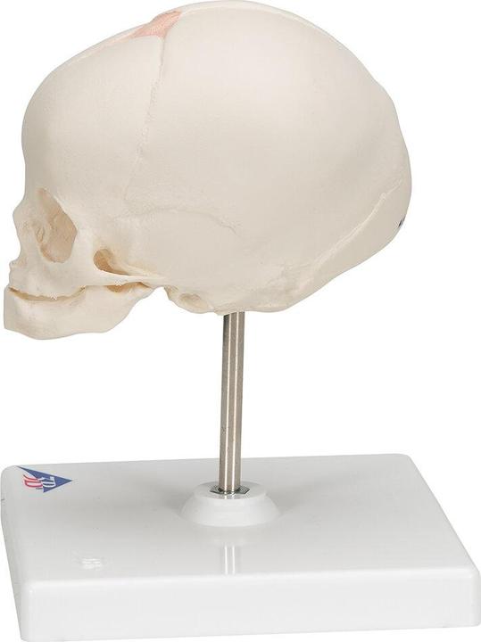 Image du produit 3B Scientific Modèle de crâne de foetus, sur trépied