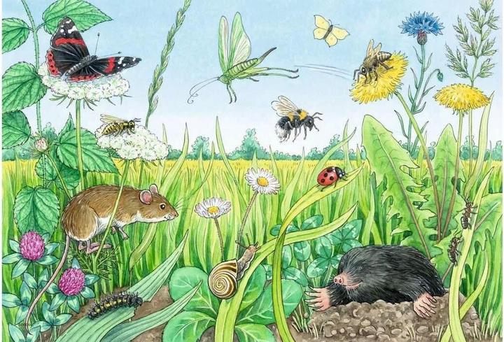 Produktbild Ravensburger Wieso? Weshalb? Warum? Tiere im Wald und auf der Wiese (12 Teile)