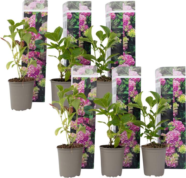 Produktbild Plant in a Box Hydrangea macrophylla 'Early Pink' - 6er Set Hortensien (25 cm)