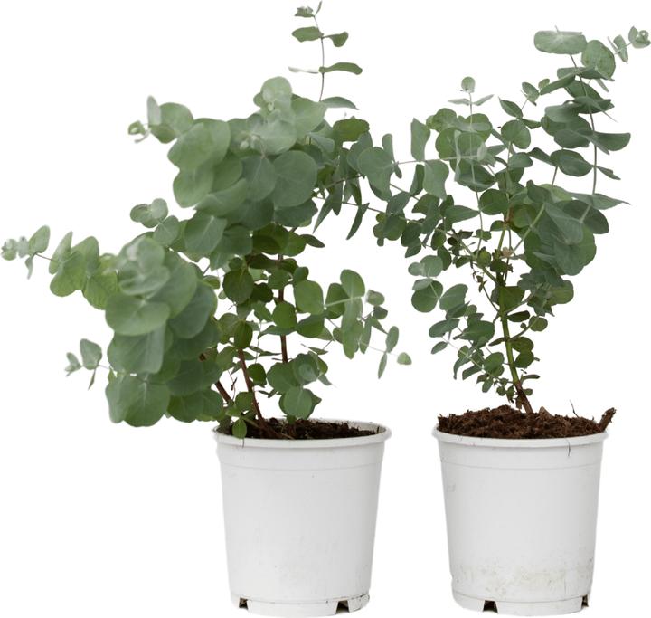 Actual product image Plant in a Box Eucalyptus Pulverulenta - Set of 2 Silver-leaved Eucalyptus (25 cm)