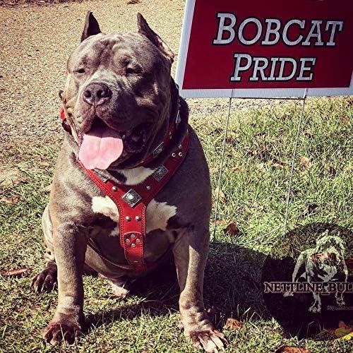 Image du produit Bestia Harnais pour chien (L, XL, Chien)