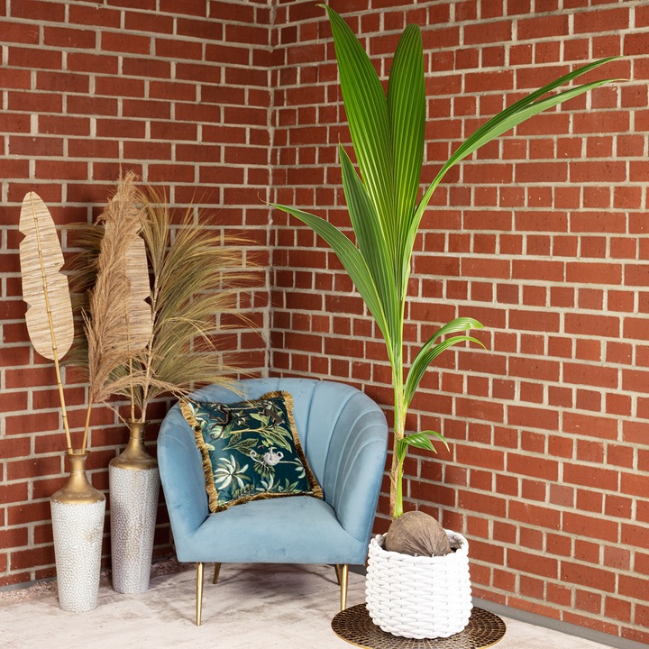 Actual product image Flowerbox Coconut palm - Cocos nucifera (100 cm)