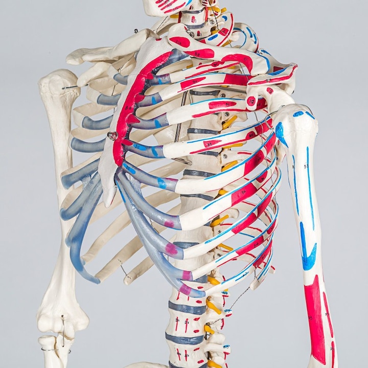 Immagine prodotto tectake Anatomia scheletrica