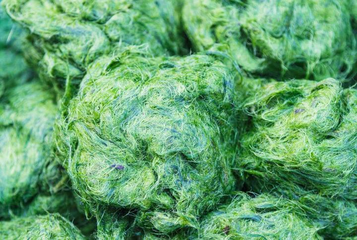 Image du produit Arkopharma Arkocaps Bio Spirulina Kapseln (150 pièce(s), Capsules, 116 g)