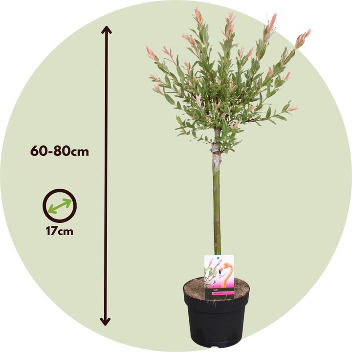 Immagine prodotto Plant in a Box Salix integra 'Flamingo' (60 cm)