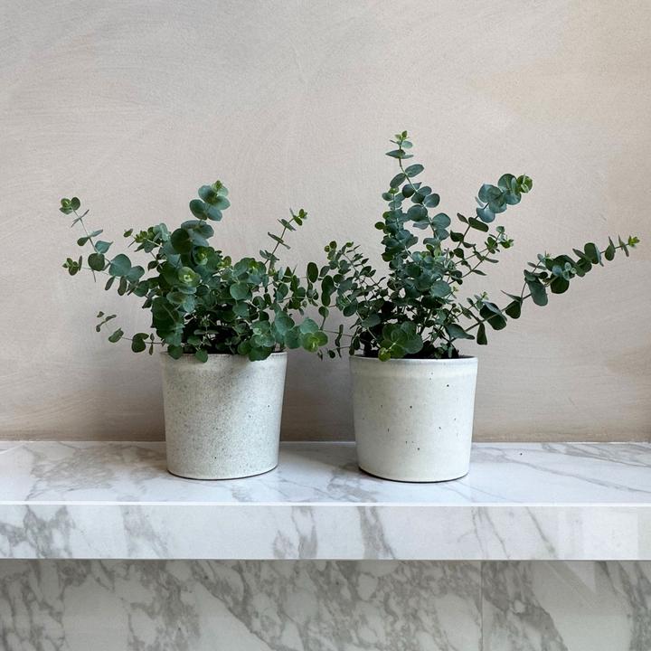 Actual product image Plant in a Box Eucalyptus Pulverulenta - Set of 2 Silver-leaved Eucalyptus (25 cm)