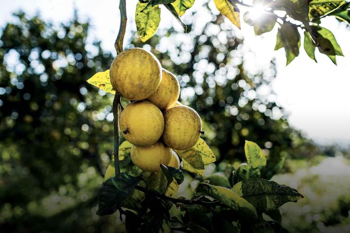 Produktbild Dior Eau Sauvage (Eau de Toilette, 200 ml)