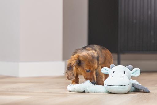 Produktbild Beeztees Puppy Flatino Drache Yi (Plüschspielzeug Hund)