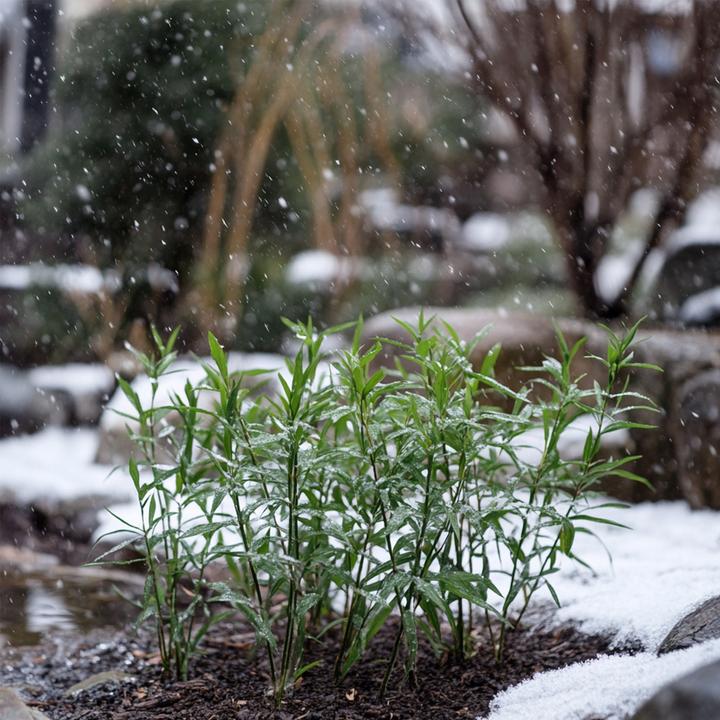 Actual product image Plant in a Box Fargesia rufa - Set of 3 umbrella bamboo (40 cm)