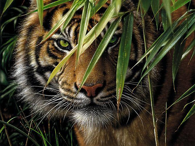 Actual product image Mammut Painting by numbers "Tiger", 30 x 40 cm