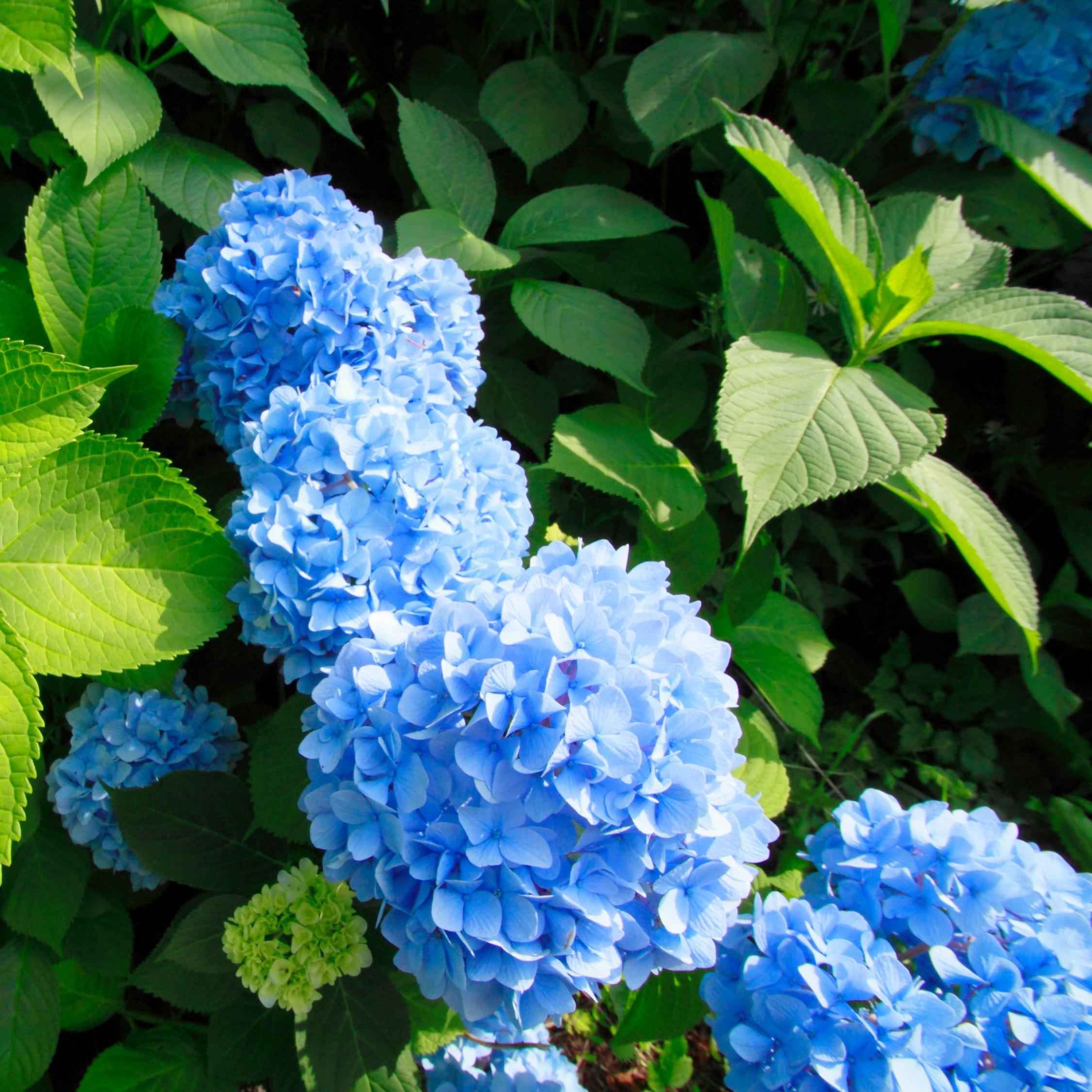 Thumbnail - Plant in a Box, Pflanzen, Hydrangea macrophylla 'Early Blue' - 3er Set Hortensien (25 cm)