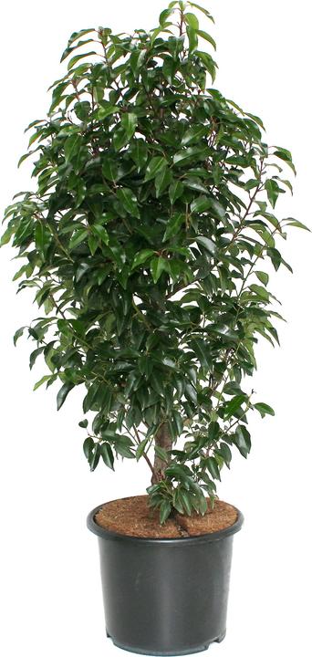 Zulauf Portugiesischer Kirschlorbeer / Prunus lusitanica Angustifolia' (125 cm)