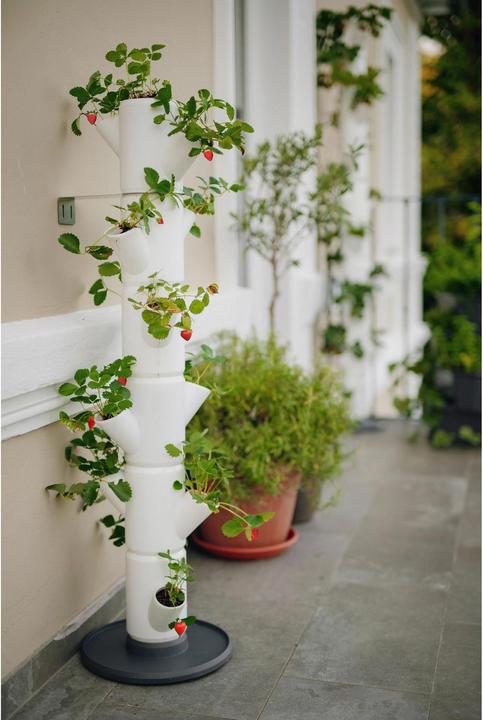 Actual product image Gusta Garden Sissi Strawberry (27 cm)