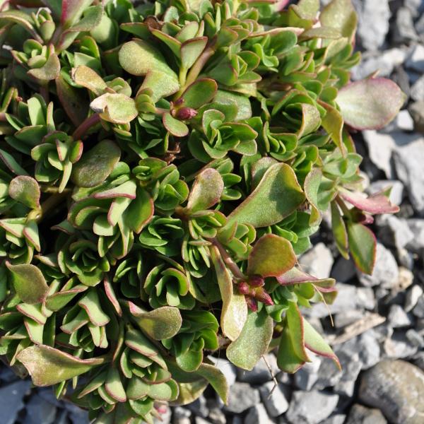Actual product image Säntispracht Set of 3, The annual purslane - Portulaca oleracea Fuchsia (20 cm)