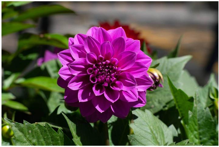 Produktbild 7artisans 55 mm f/16 - 1.4 Mark II, Fujifilm X (Fujifilm X, APS-C / DX)