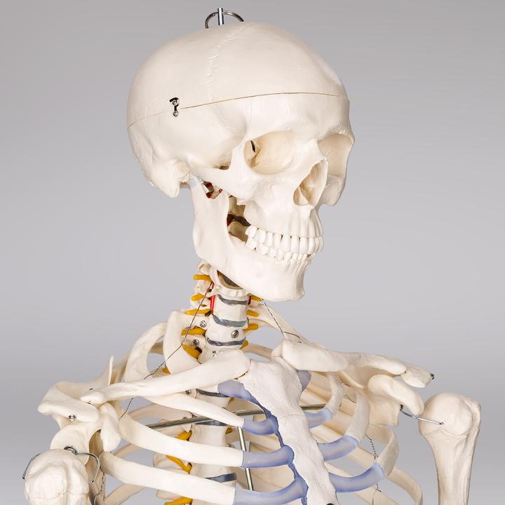 Immagine prodotto tectake Anatomia scheletrica
