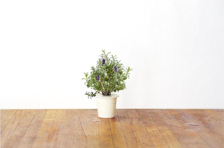 Produktbild Click and Grow Lavendel (Kräutersamen)