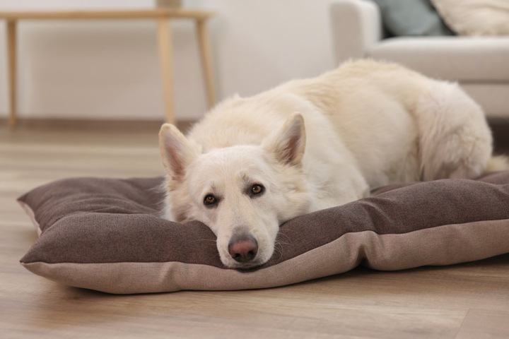 Immagine prodotto Kerbl Poduszka do leżenia Ely 75 x 115 cm brązowy/beżowy (Cane, Gatto)