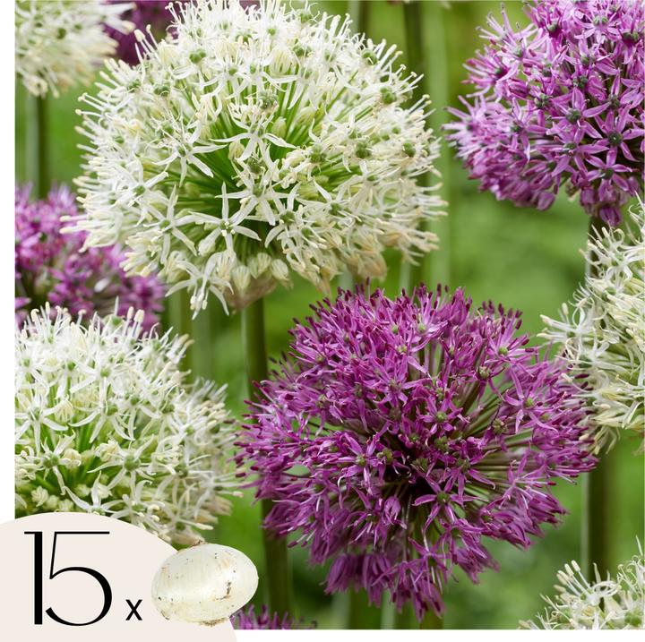Plant in a Box Allium 'Purple, 'White' - Alliumzwiebeln (10 cm)