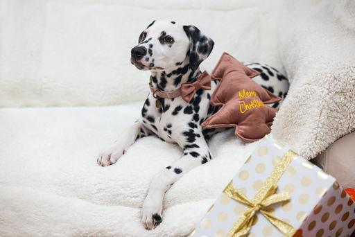 Produktbild Designed by Lotte Weihnachtshundespielzeug Weihnachtsbaum aus Samt (Kauspielzeug Hund)