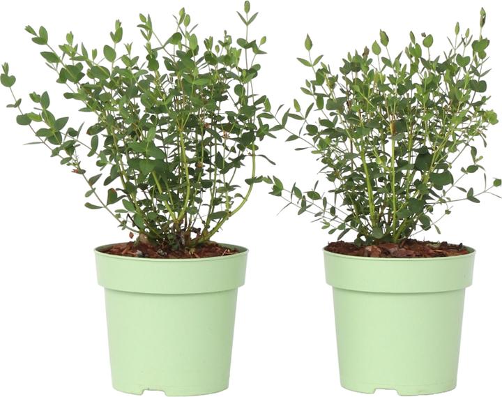 Actual product image Plant in a Box Eucalyptus parvifolia 'Oliva' - 2er Set Eukalyptus (35 cm)