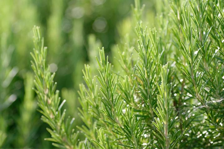 Immagine prodotto Weleda Crema idratante (30 ml, Crema da giorno, Crema notte)