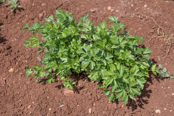 Immagine prodotto Living Seeds Petersilie, einfache Schnitt 3 (Germogli)