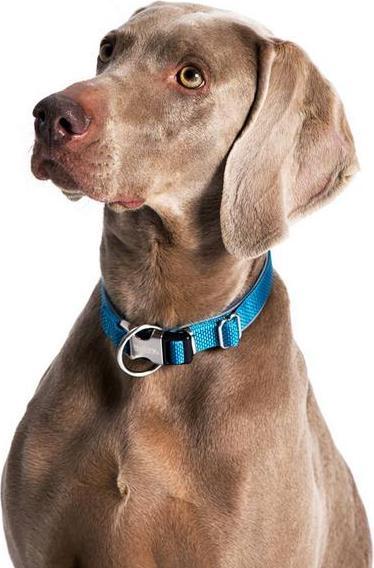 Produktbild Nobby Halsband Classic Preno Royal (XS, Hund, Allgemein)