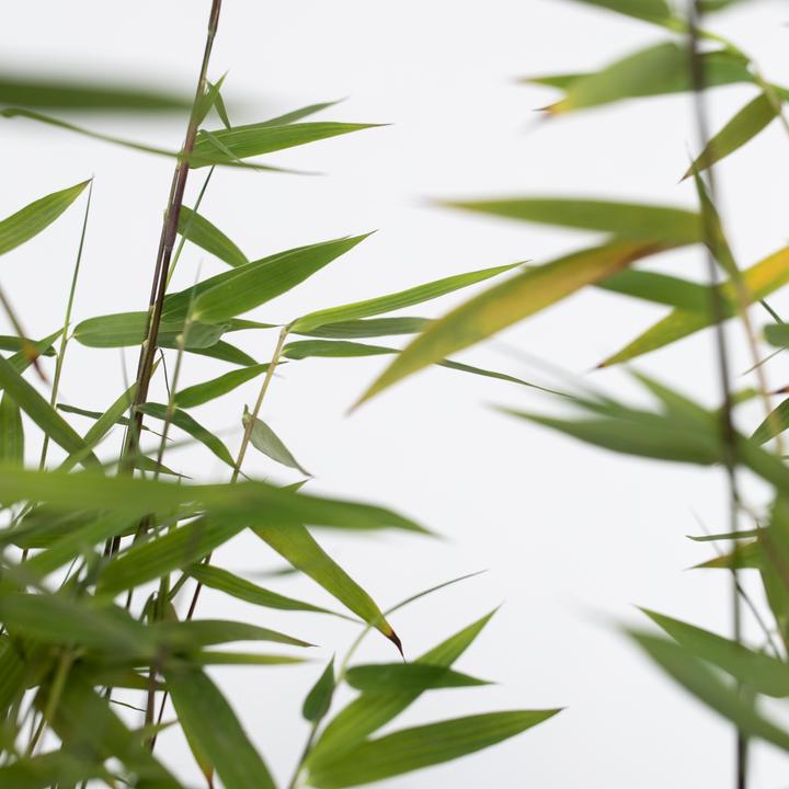 Actual product image Plant in a Box Fargesia nitida 'Red Dragon' - Set of 4 Red Dragon Bamboo (60 cm)
