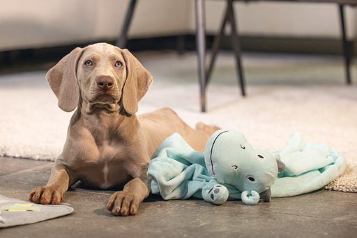 Actual product image Beeztees Puppy Flatino Unicorn (Puppy Toy)