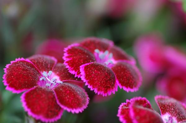 Image du produit Meike Adaptateur Extension Tube Set 11mm/18 mm EOS R