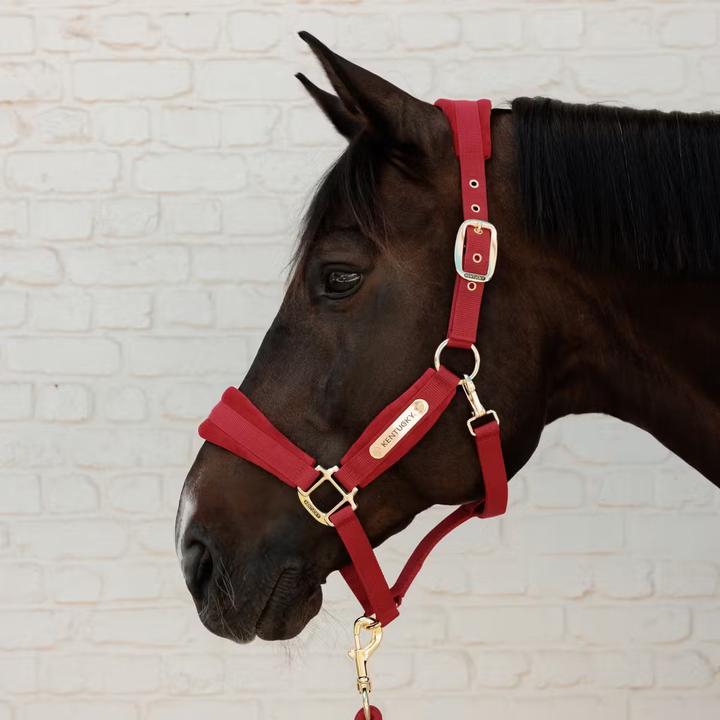 Immagine prodotto Kentucky Horsewear Cavezza in nylon